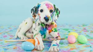 How to rent to tenants with pets