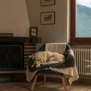 Warm, dry rental living room with a dog resting on a chair beside a window and radiator.