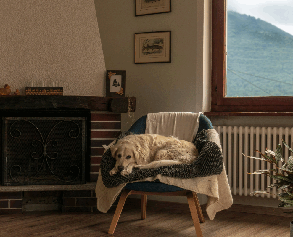 Warm, dry rental living room with a dog resting on a chair beside a window and radiator.